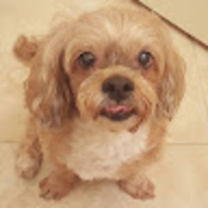 Meet your Posher, Ida